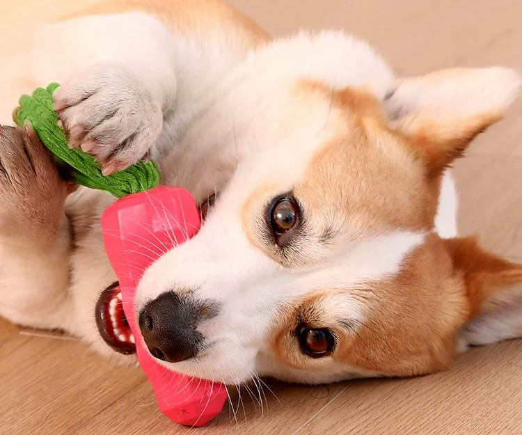 Pet Chew Toy